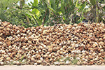 Coconut husks