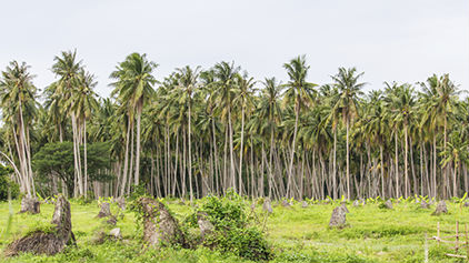 Philippines Coconut Plantation